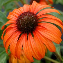 Echinacea flammea